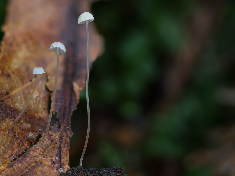 Mycena capillaris